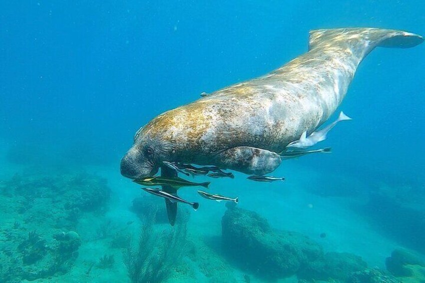 Aguadilla Tropical Snorkeling