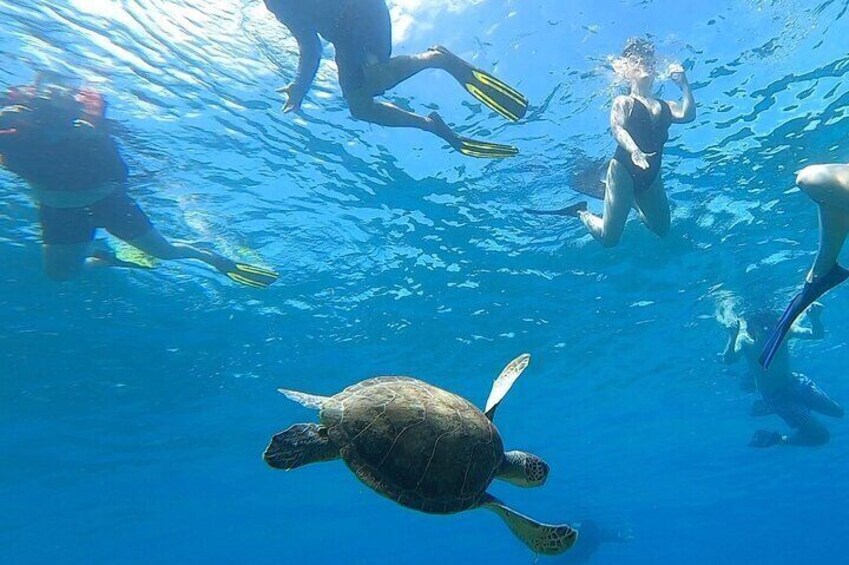 Aguadilla Tropical Snorkeling