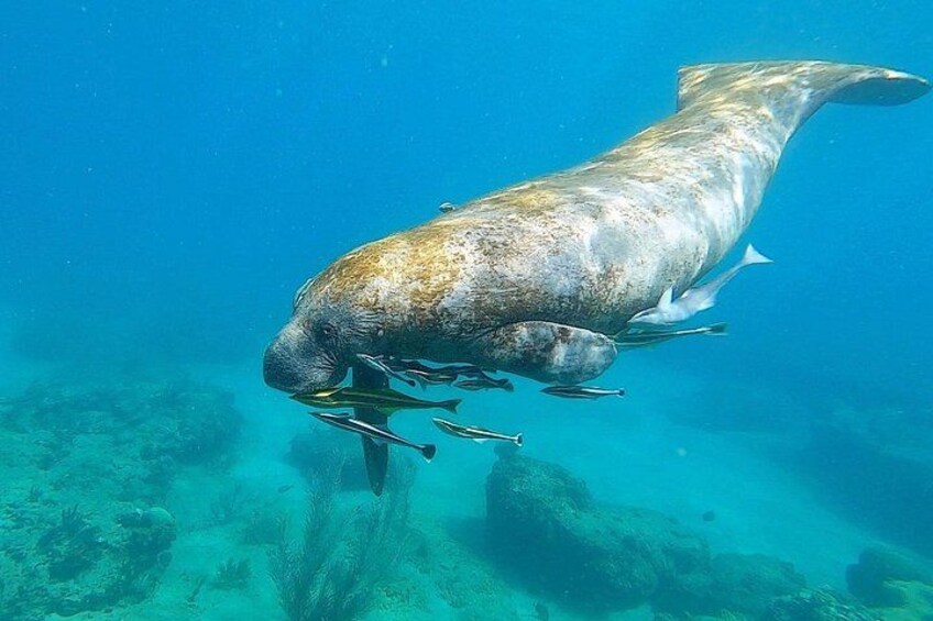 Aguadilla Tropical Snorkeling 2