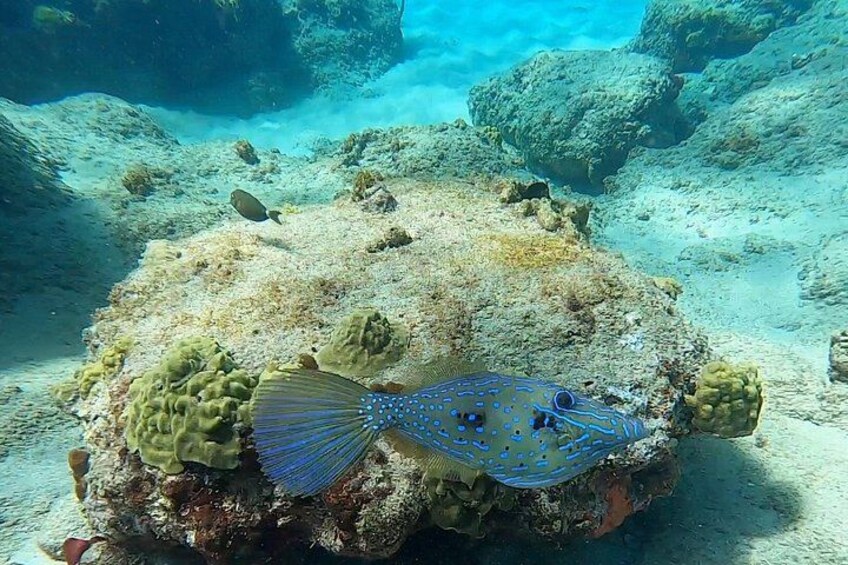 Aguadilla Tropical Snorkeling 3