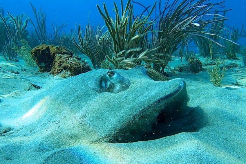 Aguadilla Tropical Snorkeling 4