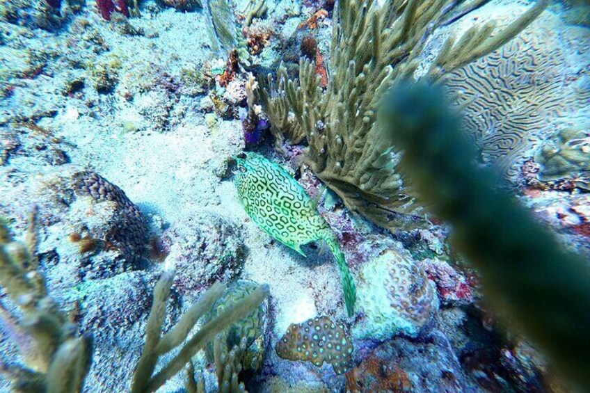 Aguadilla Tropical Snorkeling