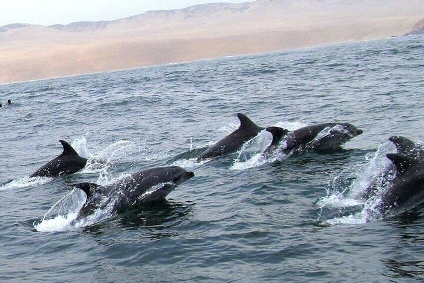 Swimming with Sea Lions in Islas Palomino Lima 5