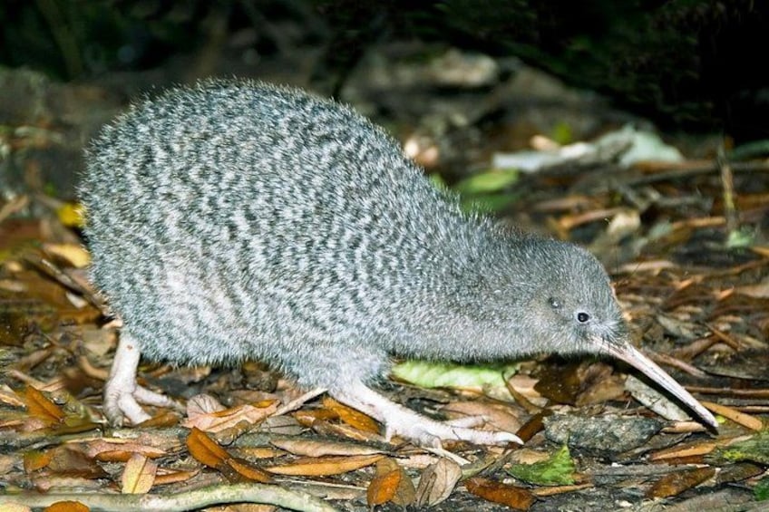 Kiwi on Kapiti 1