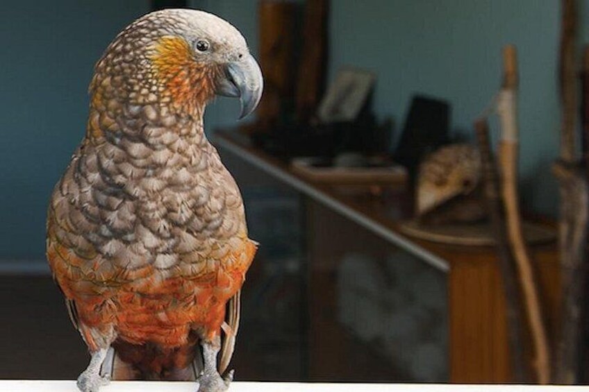 A parrot with brown and orange feathers, standing on a white surface. 5