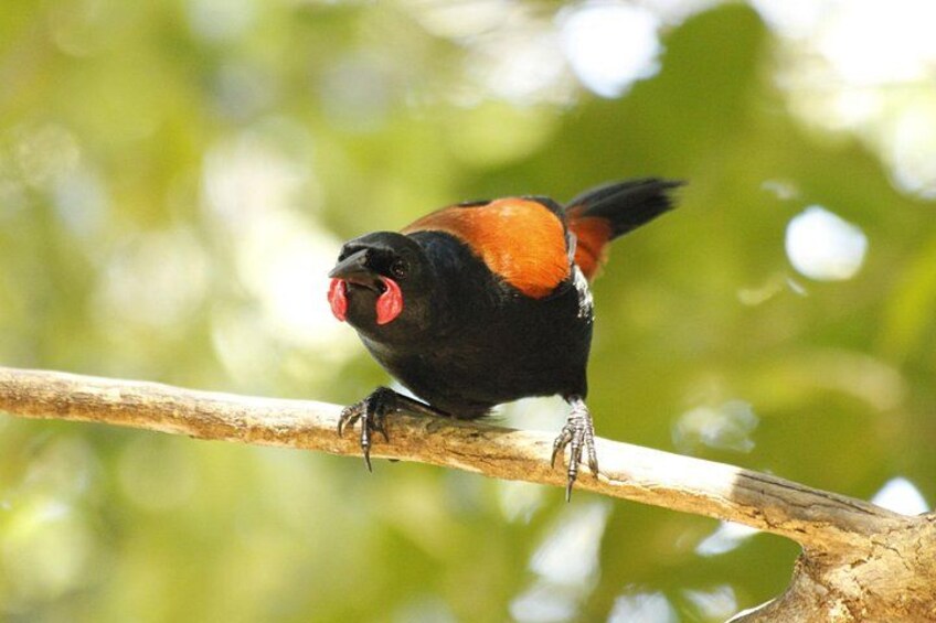 A bird perched on a branch with a blurred green background. 4