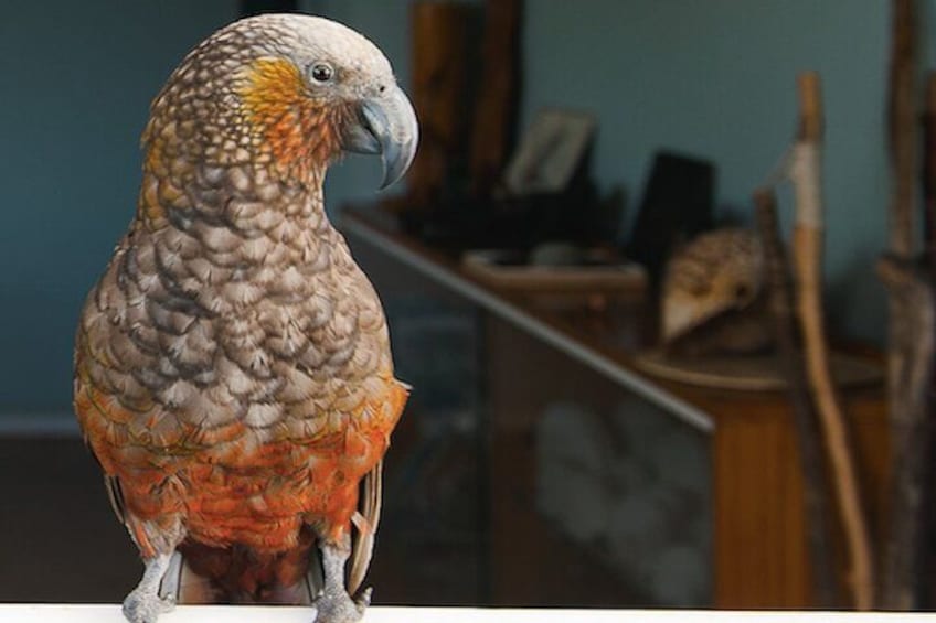 Kākā. 3