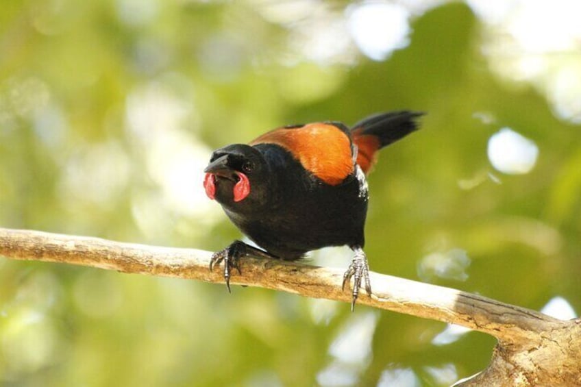 A bird perched on a branch. 2