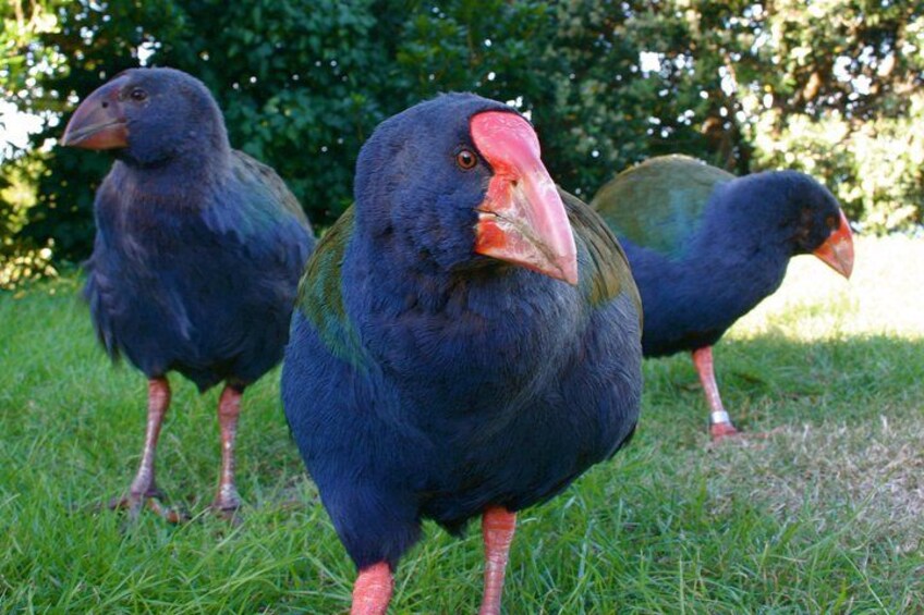 Takahē whānau (family of takahē) 3