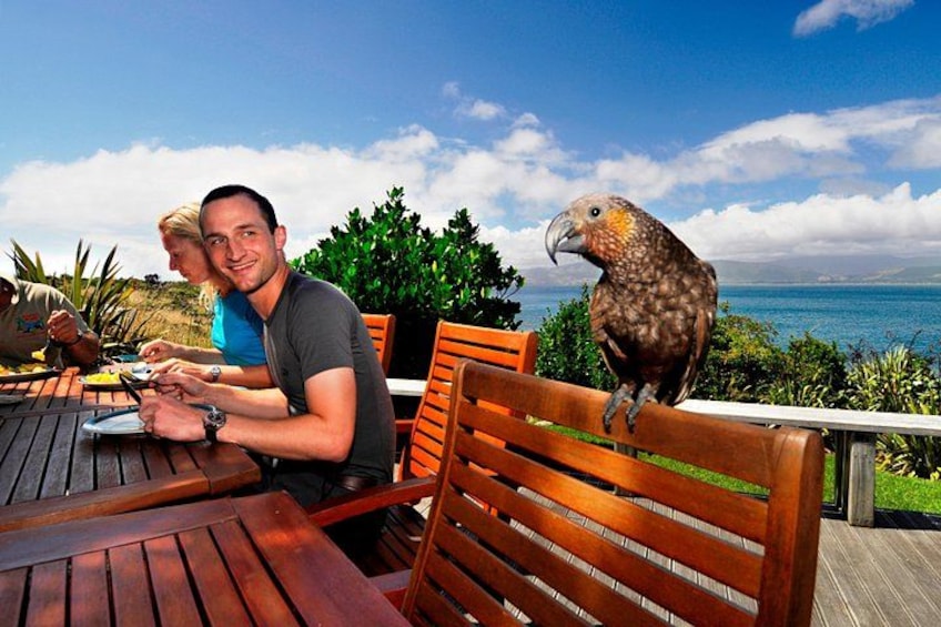A wooden deck with a person and a parrot. 1