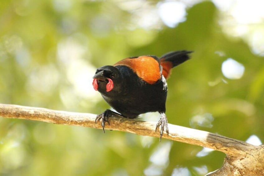 Tīeke - Saddleback. 2