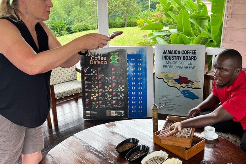 Exotic Blue Mountain Coffee Tour 3
