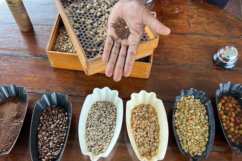 Exotic Blue Mountain Coffee Tour 4