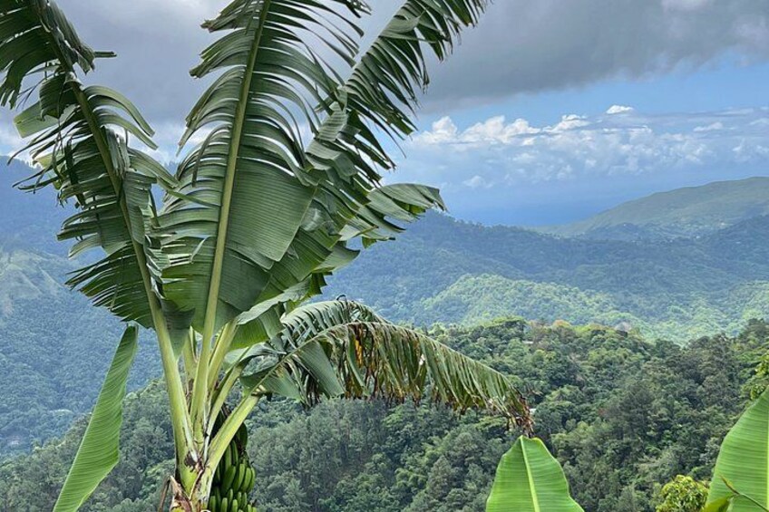 Exotic Blue Mountain Coffee Tour 5