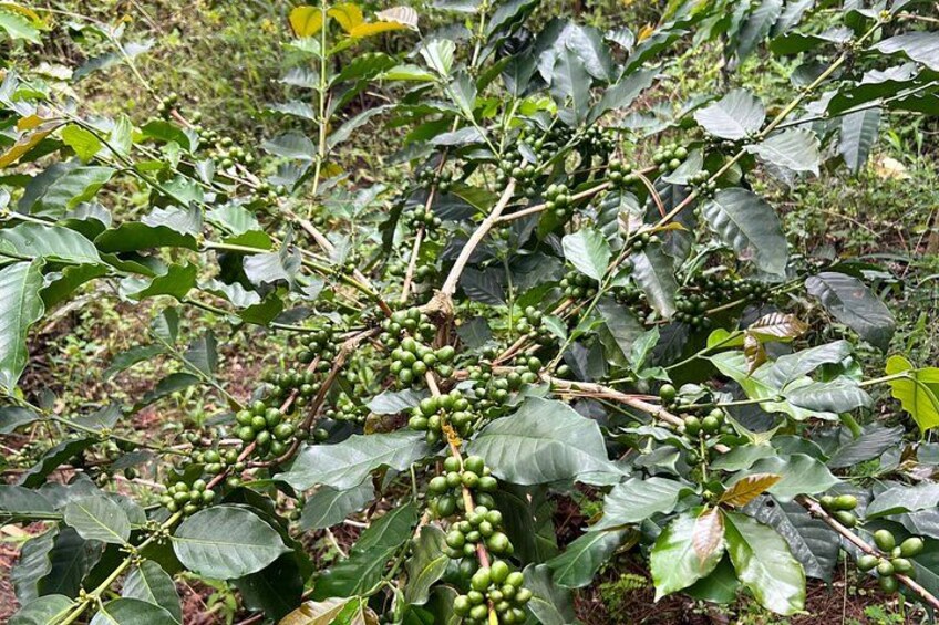 Exotic Blue Mountain Coffee Tour 2