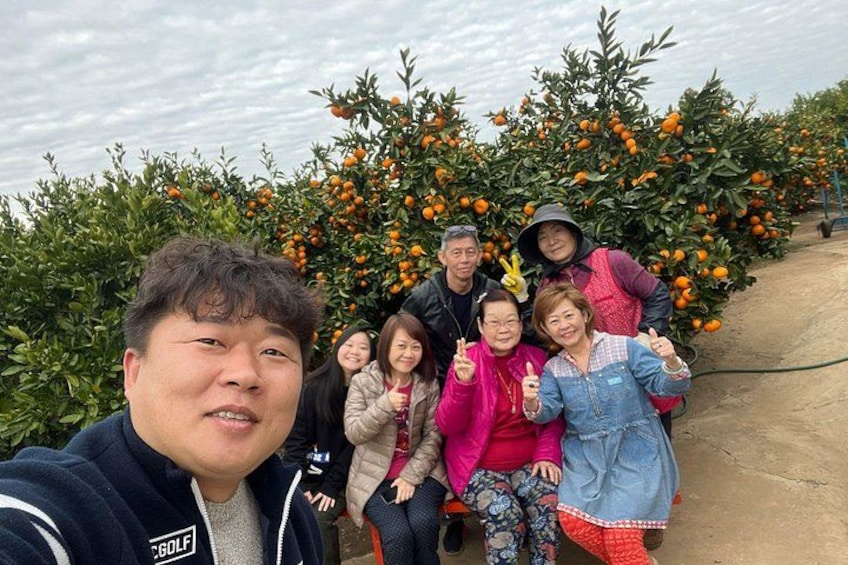 A group of people in an orange orchard. 1