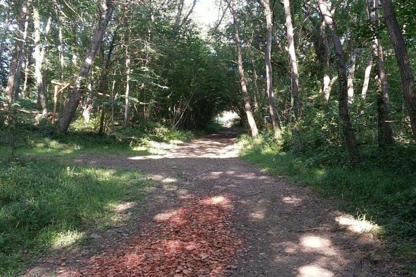 Meditative walk in the forest 5