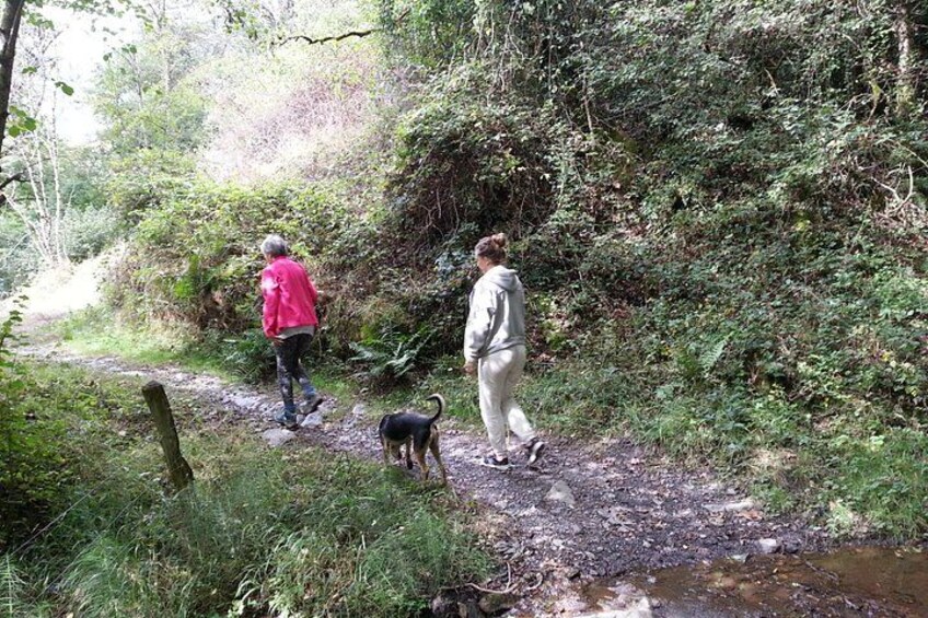 Meditative walk in the forest 1
