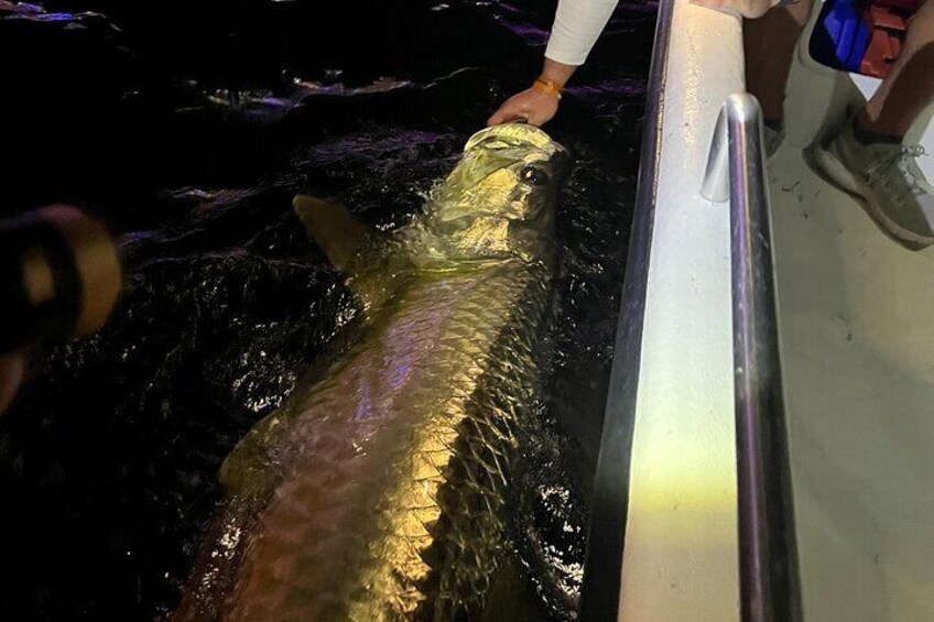 Tarpon & Snook Fishing Charter in Ft. Lauderdale