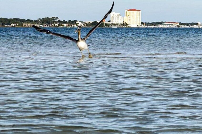 A large bird with outstretched wings standing in water with buildings in the background. 3