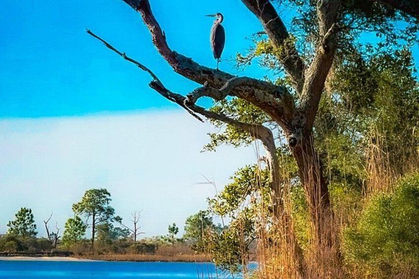 A bird perched on a tree branch by a body of water. 4