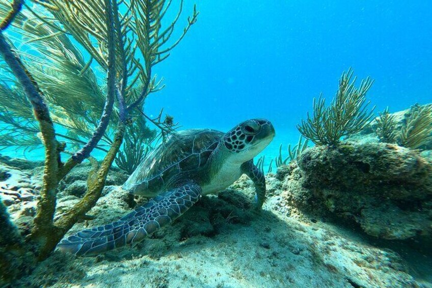 Snorkeling Aguadilla for Families with Children