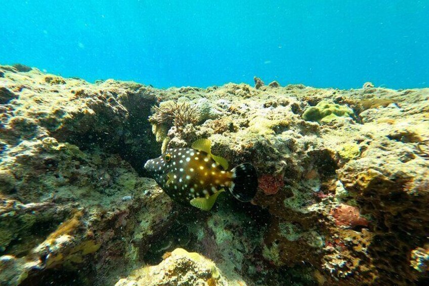 Snorkeling Aguadilla for Families with Children