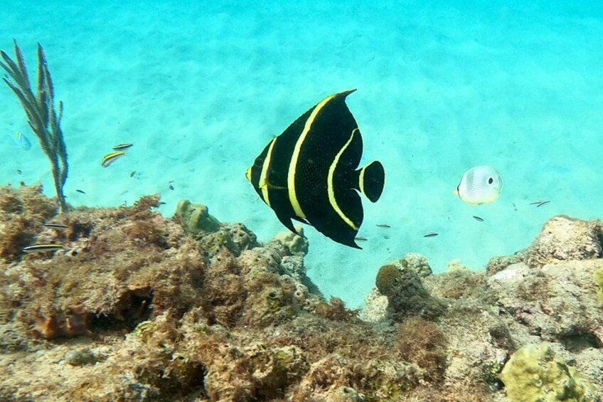 Snorkeling Aguadilla for Families with Children 5