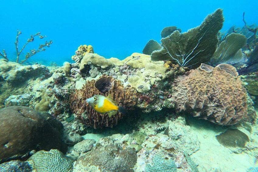Snorkeling Aguadilla for Families with Children 3