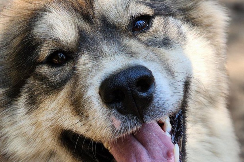 Ein Nahaufnahme eines Hundes mit schwarzer Nase und Fell. 5