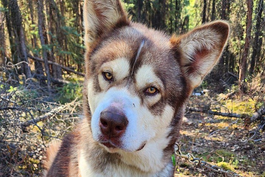 Ein Husky in bewaldetem Gelände. 4