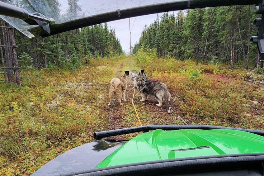 Take a ride, experience what sleddogs do best! 2
