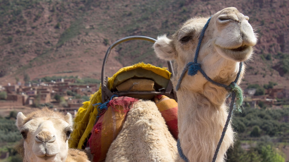 Camels in Marrakech