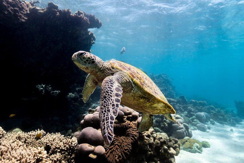 Half Day Sailing and Snorkeling Tour from Coral Bay 1