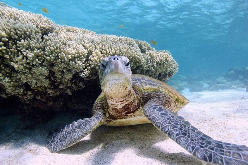 Half Day Sailing and Snorkeling Tour from Coral Bay 2