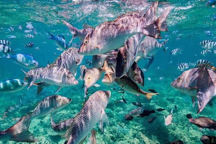 A school of fish swimming in clear blue water. 2