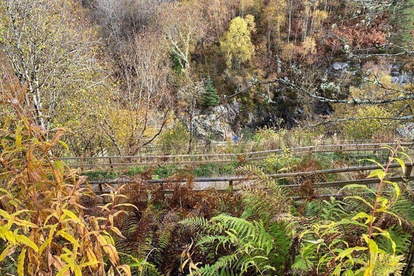 Un puente de madera sobre un río, rodeado de follaje otoñal y helechos. 4
