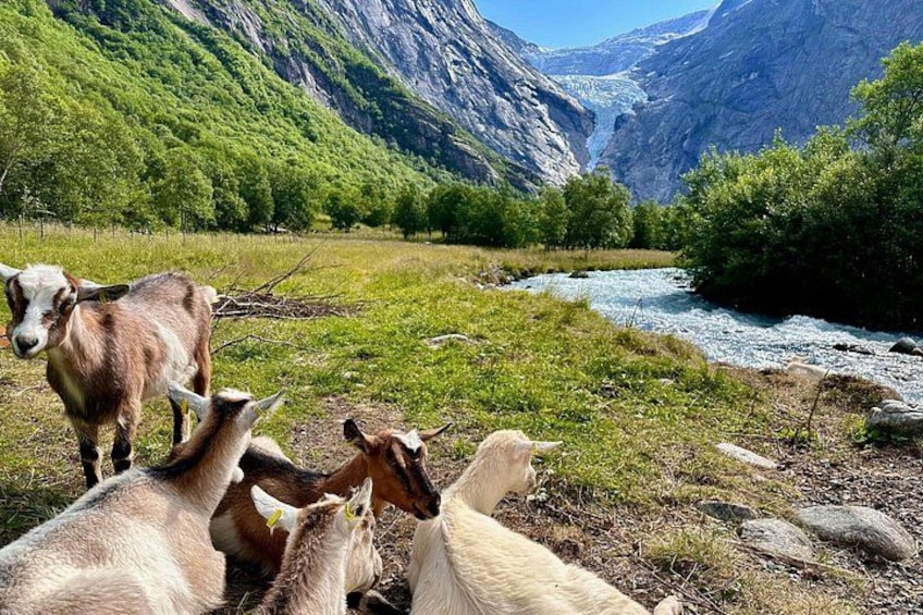 Ett bergigt landskap med en flod, getter som betar och en klar himmel. 1