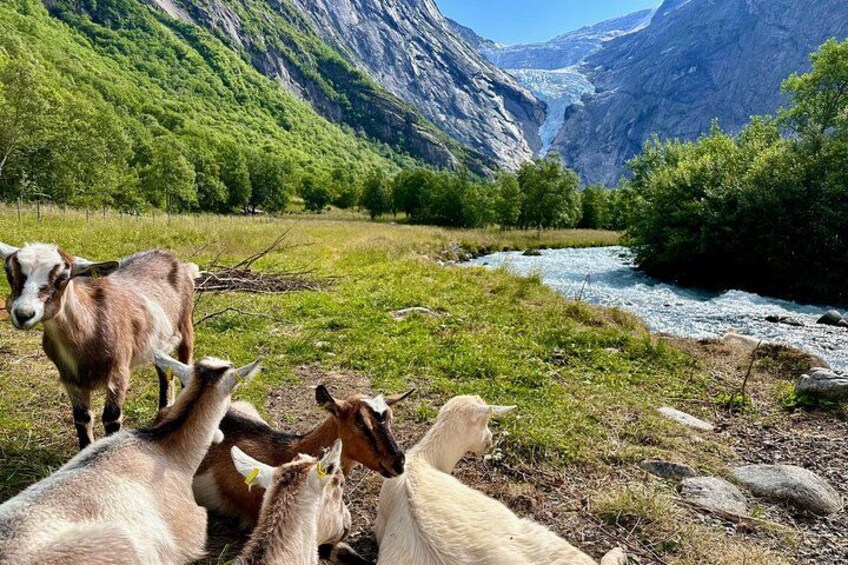 A group of goats grazing near a river in a mountainous area. 1