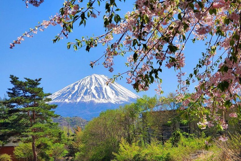 Mt Fuji Private Tour from Tokyo, Licensed (Customizable) 2