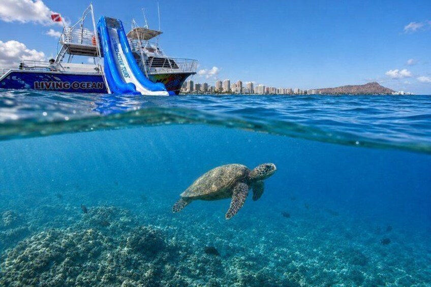 A sea turtle swimming near a boat named 'Living Ocean' with a city skyline in the background. 1