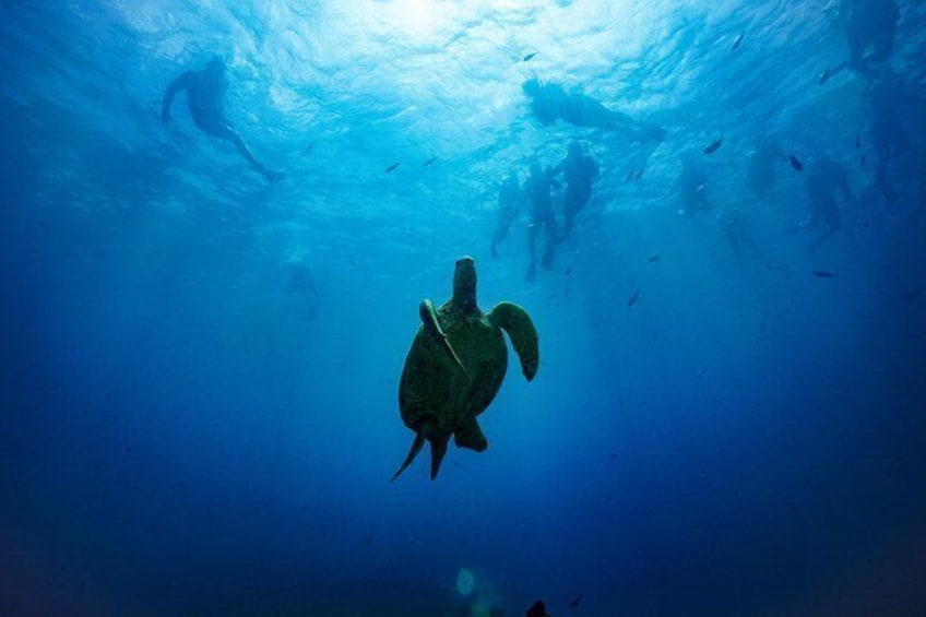 A turtle swimming underwater. 3
