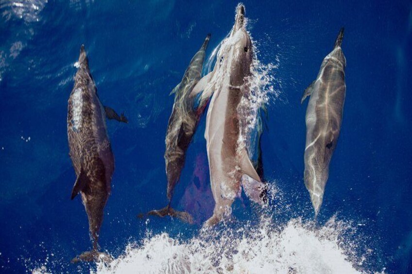 Dolphins jumping out of the water. 5