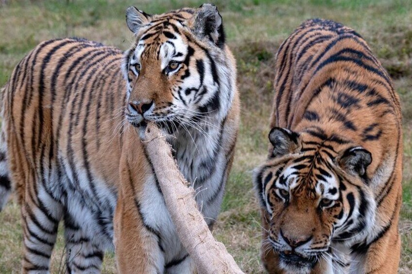 Dos tigres en un área con hierba. 3