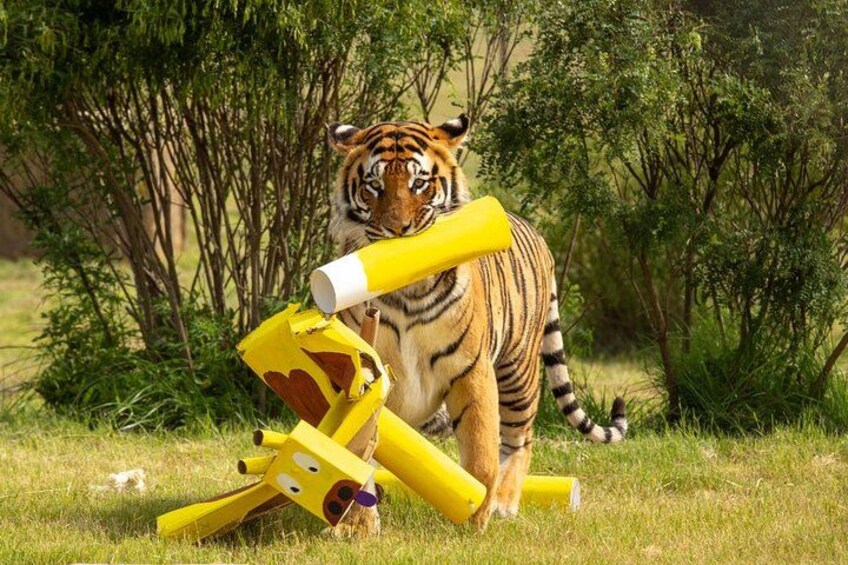 Un tigre con un objeto amarillo y blanco en una zona cubierta de hierba y árboles. 1