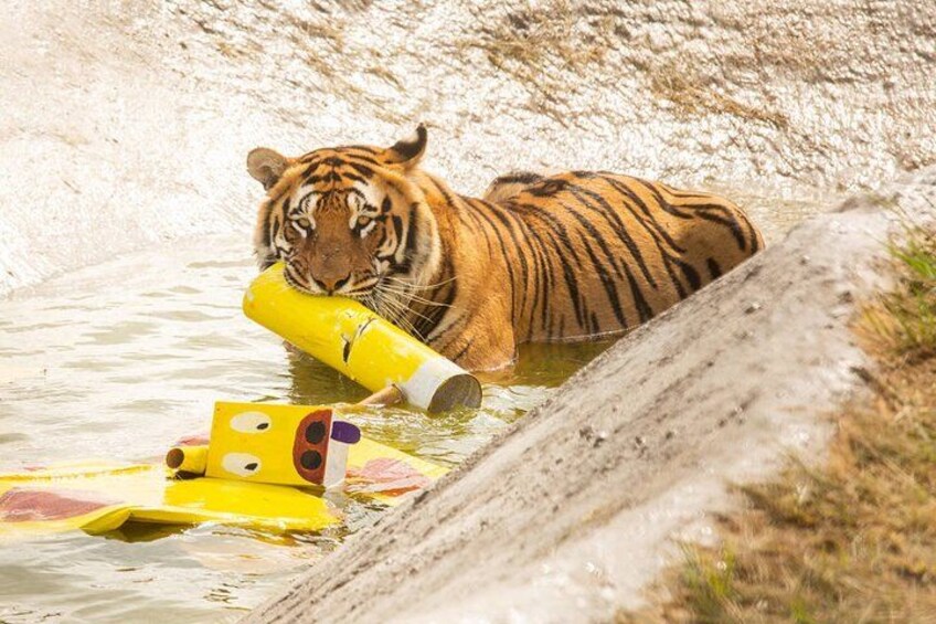 Un tigre en el agua con un objeto amarillo. 5