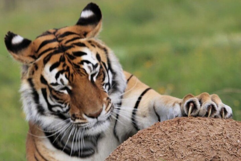 Un tigre descansando la cabeza sobre una roca. 2