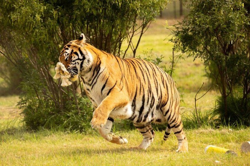 Un tigre caminando por un área cubierta de hierba, con árboles al fondo. 4