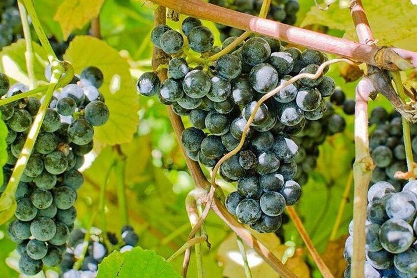 Private Day Trip to Missouri Wine Country 2