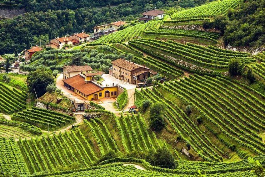 A vineyard with terraced rows of grapevines, a central building, and surrounding houses on a hillside. 1